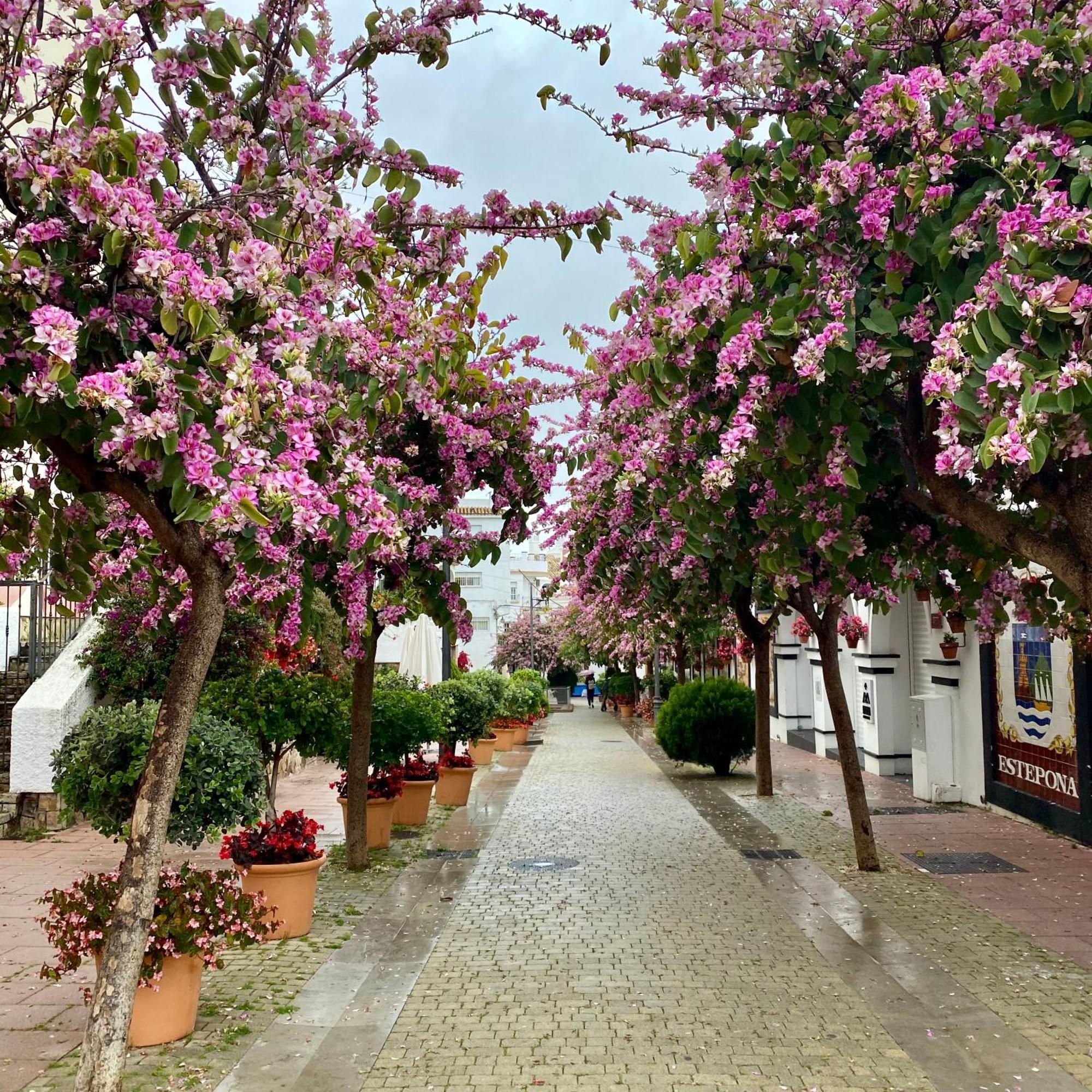 Casa San Miguel Leilighet Estepona Eksteriør bilde